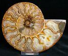 Beautiful / Cut Ammonite Fossil #11788-2